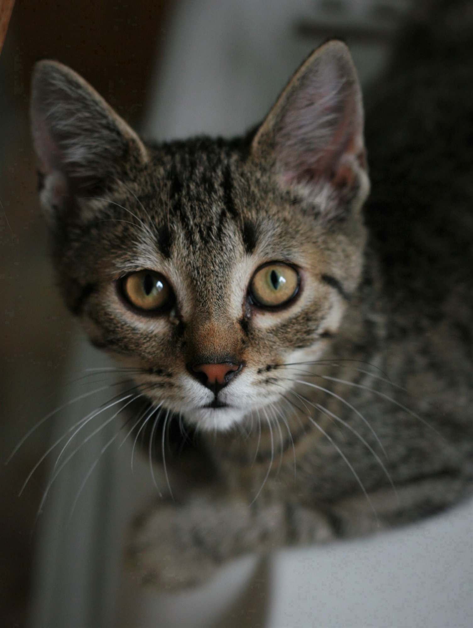 CHOWDER - Domestic Short Hair / Tabby available for adoption