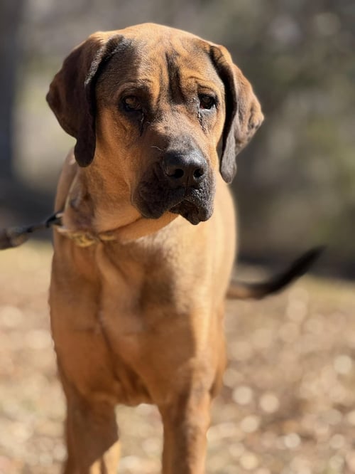 TALLY - Bloodhound / Redbone Coonhound available for adoption