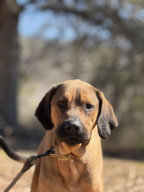 TALLY - Bloodhound / Redbone Coonhound available for adoption