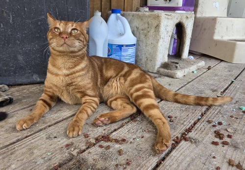 TEDDY - Domestic Short Hair / Tabby available for adoption