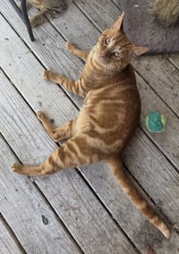 Teddy - Photo 6