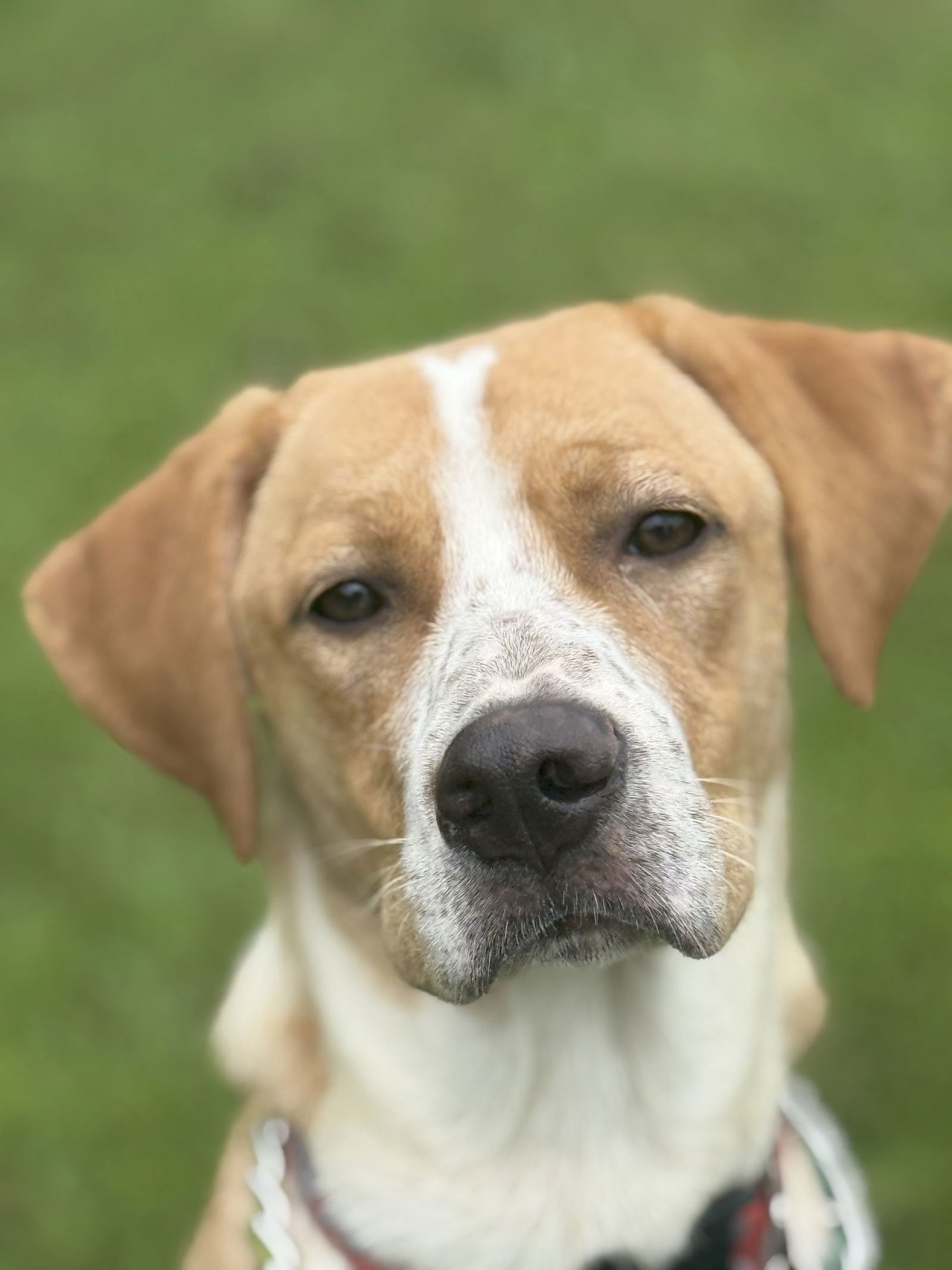 HOSS - Vizsla / Beagle available for adoption