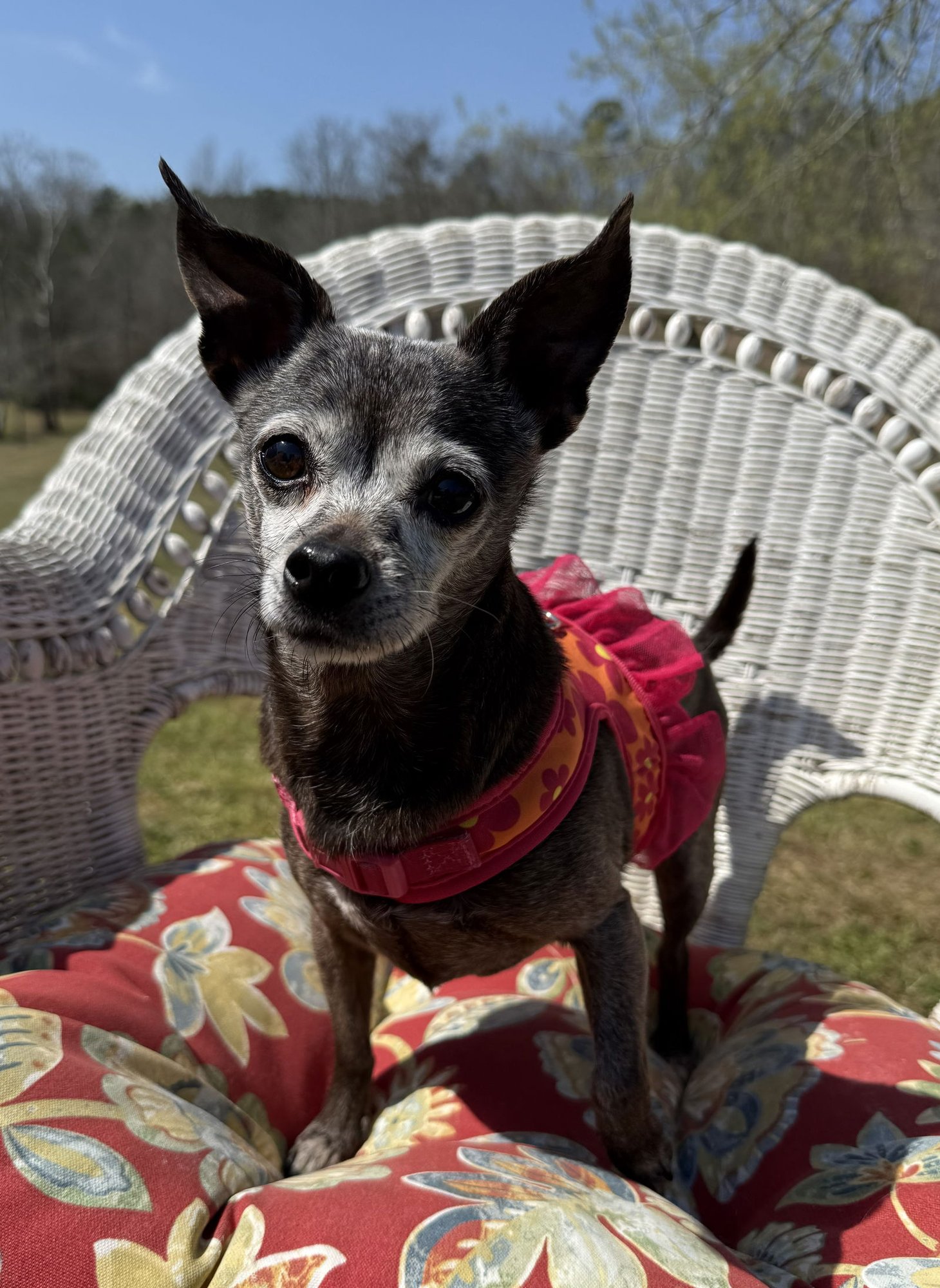 CUPCAKE - Chihuahua available for adoption