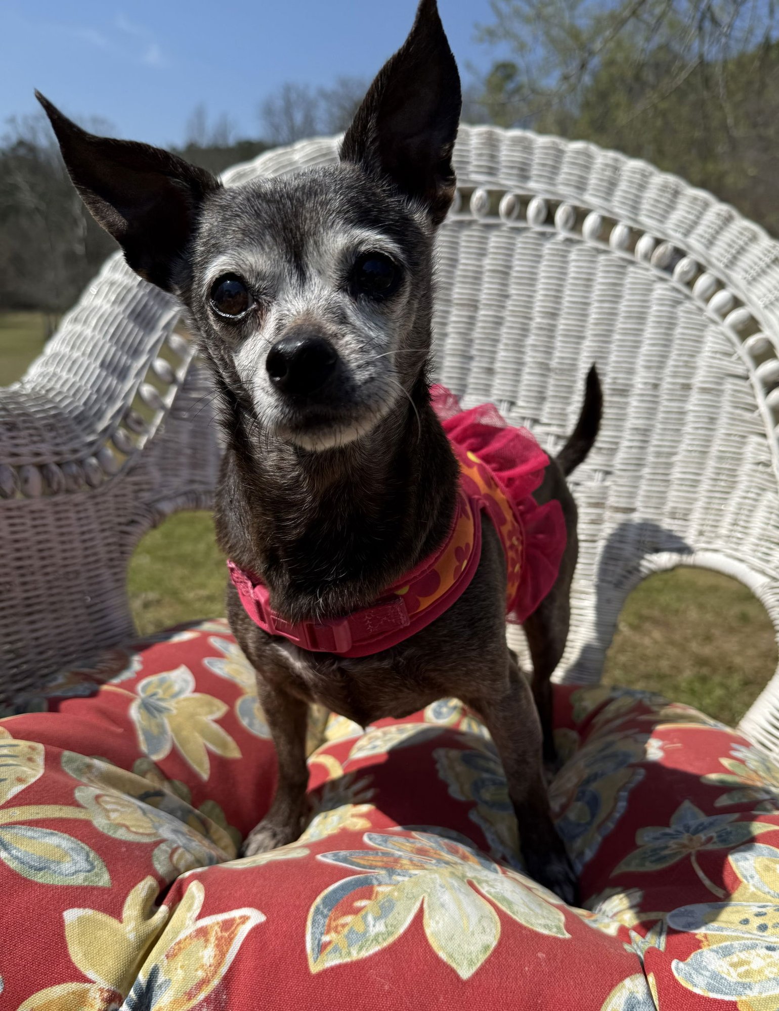 CUPCAKE - Chihuahua available for adoption