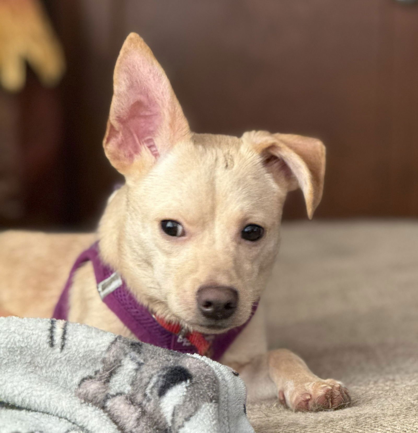 BOBBY - Chihuahua / Jack Russell Terrier available for adoption