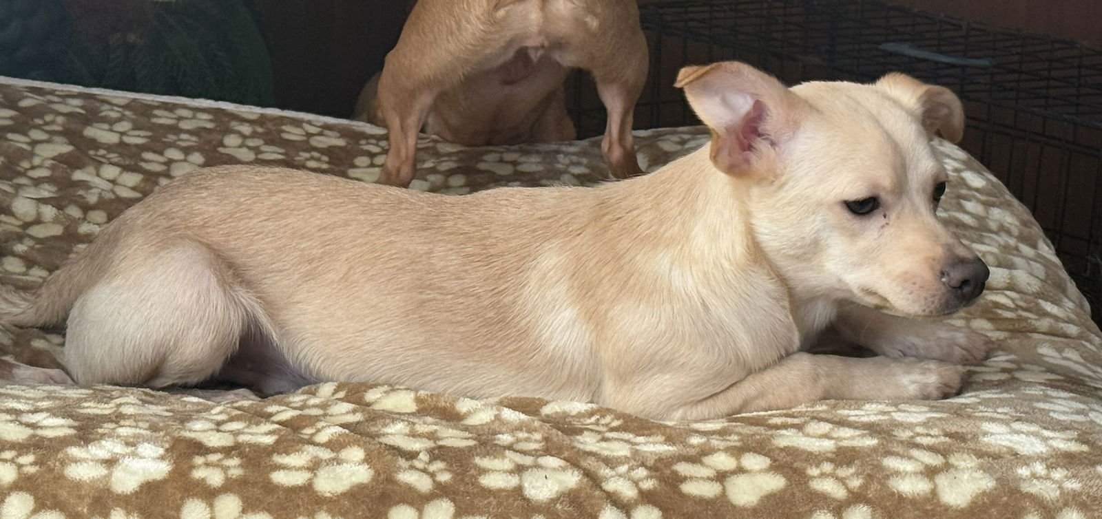 BOBBY - Chihuahua / Jack Russell Terrier available for adoption