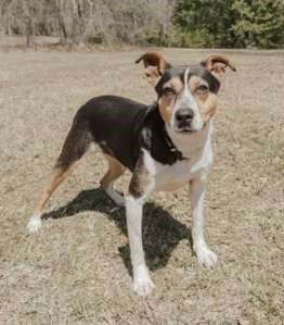 DAISY - Beagle / Jack Russell Terrier available for adoption