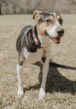 DAISY - Beagle / Jack Russell Terrier available for adoption