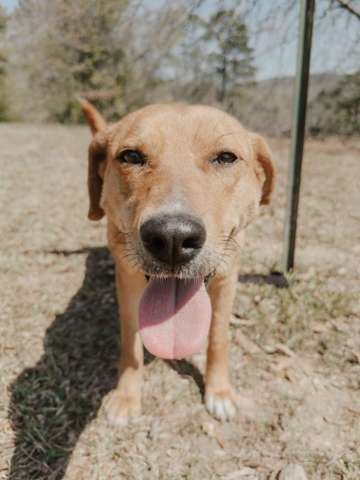 JOONE - German Shepherd Dog / Labrador Retriever available for adoption