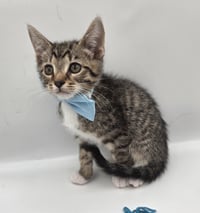 Birch - Photo 4
