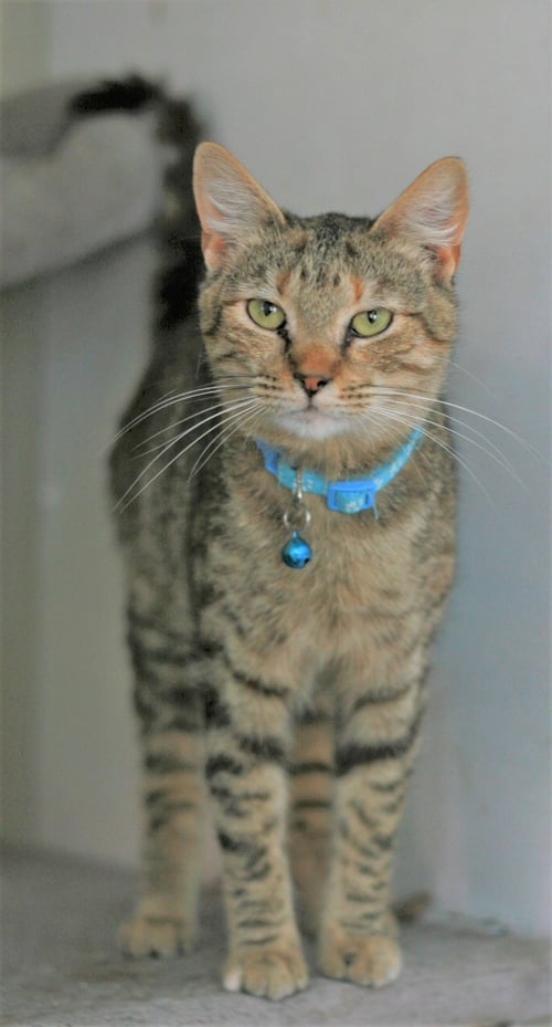 ESTELLA - Domestic Short Hair / Tabby available for adoption