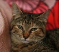 Estella - Photo 8
