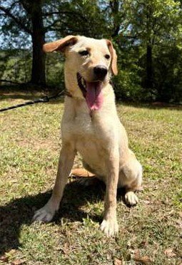 COOSA - Labrador Retriever / Vizsla available for adoption