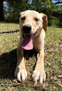 Coosa - Photo 2