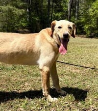Coosa - Photo 3
