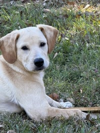 Coosa - Photo 4
