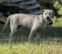 Coosa - Photo 5