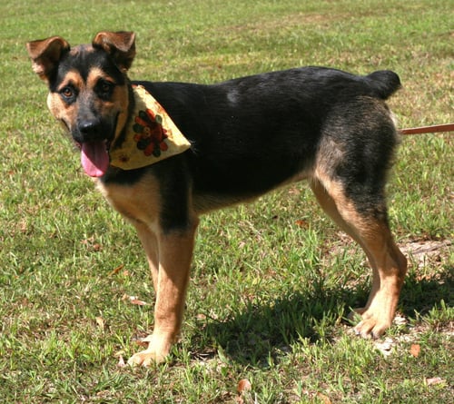 VERITY - German Shepherd Dog / Australian Cattle Dog/Blue Heeler available for adoption