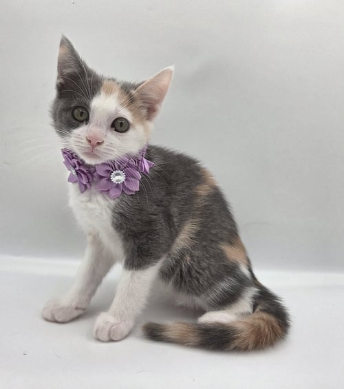 CANDY - Domestic Short Hair / Dilute Calico available for adoption