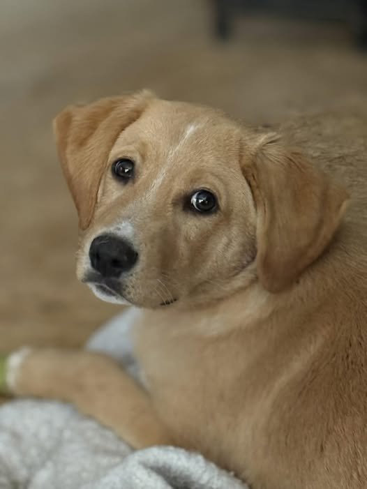 FRANCIS - Labrador Retriever / Vizsla available for adoption