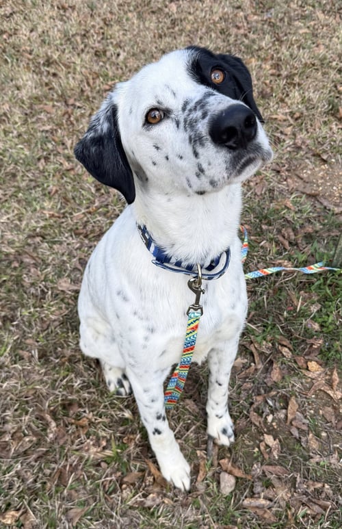 SPEC - Pointer / Labrador Retriever available for adoption