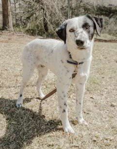 SPEC - Pointer / Labrador Retriever available for adoption