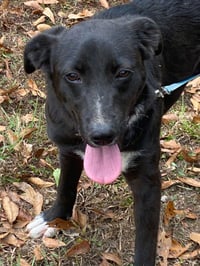 Daphne - Photo 5