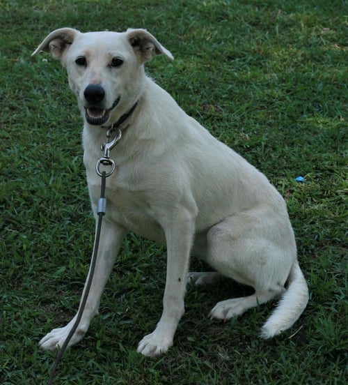 DOLLY - Labrador Retriever / German Shepherd Dog available for adoption