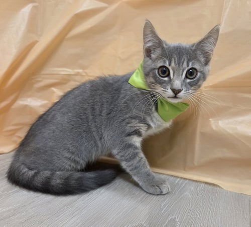 WORLD - Domestic Short Hair / Tabby available for adoption