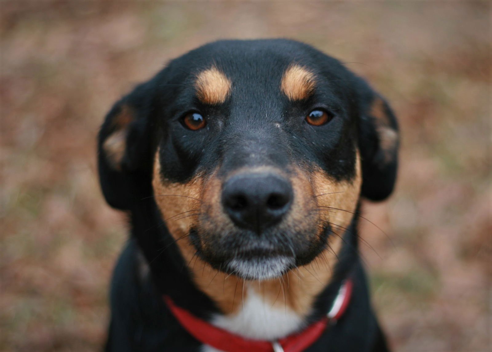 BUBBLES - Greater Swiss Mountain Dog / Labrador Retriever available for adoption