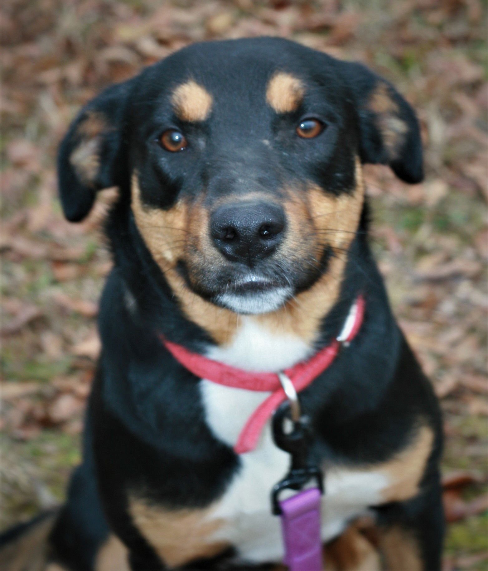 BUBBLES - Greater Swiss Mountain Dog / Labrador Retriever available for adoption