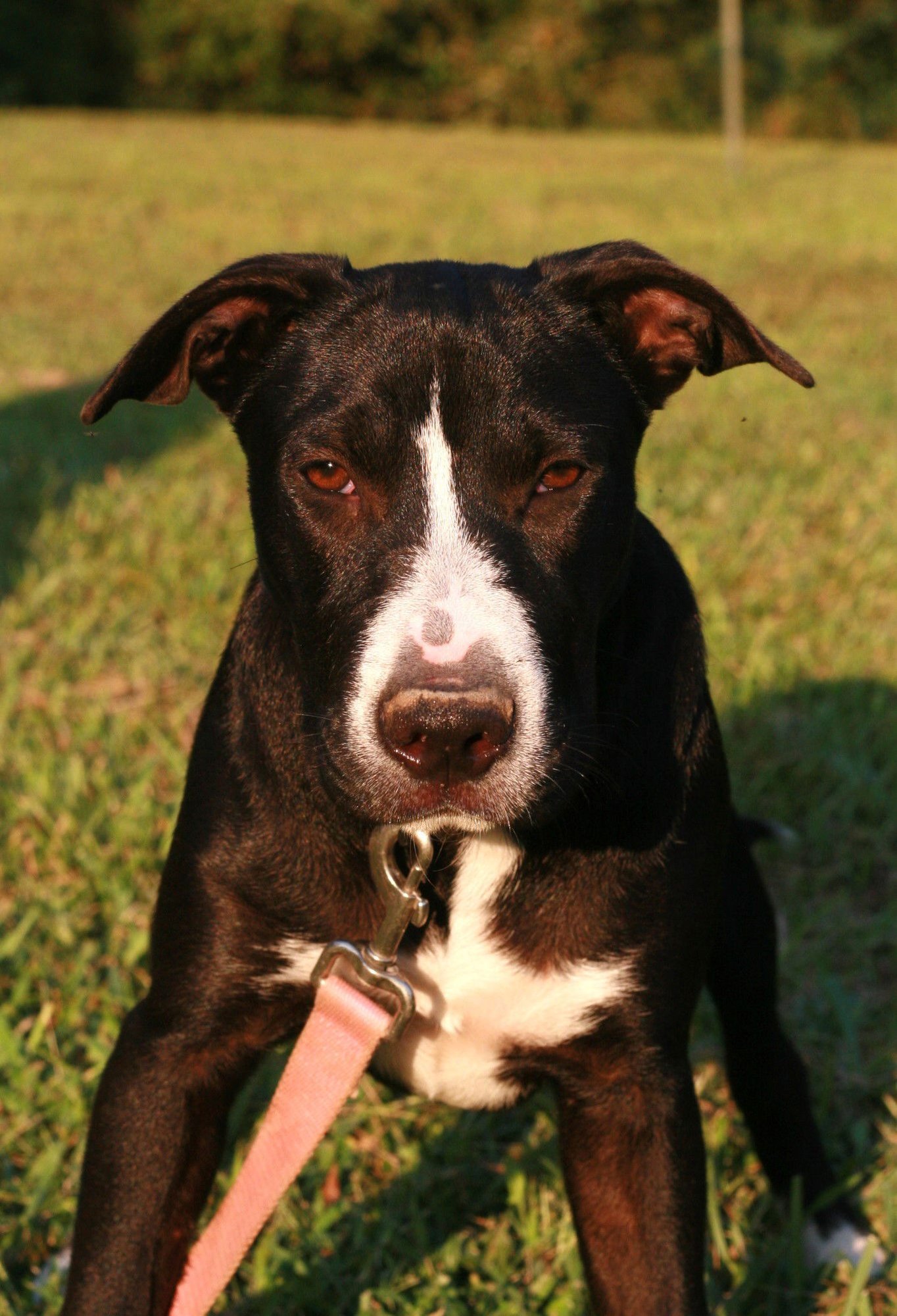COLTON - Labrador Retriever / Border Collie available for adoption