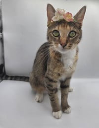 Lola May - Photo 2