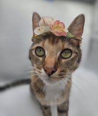 Lola May - Photo 4