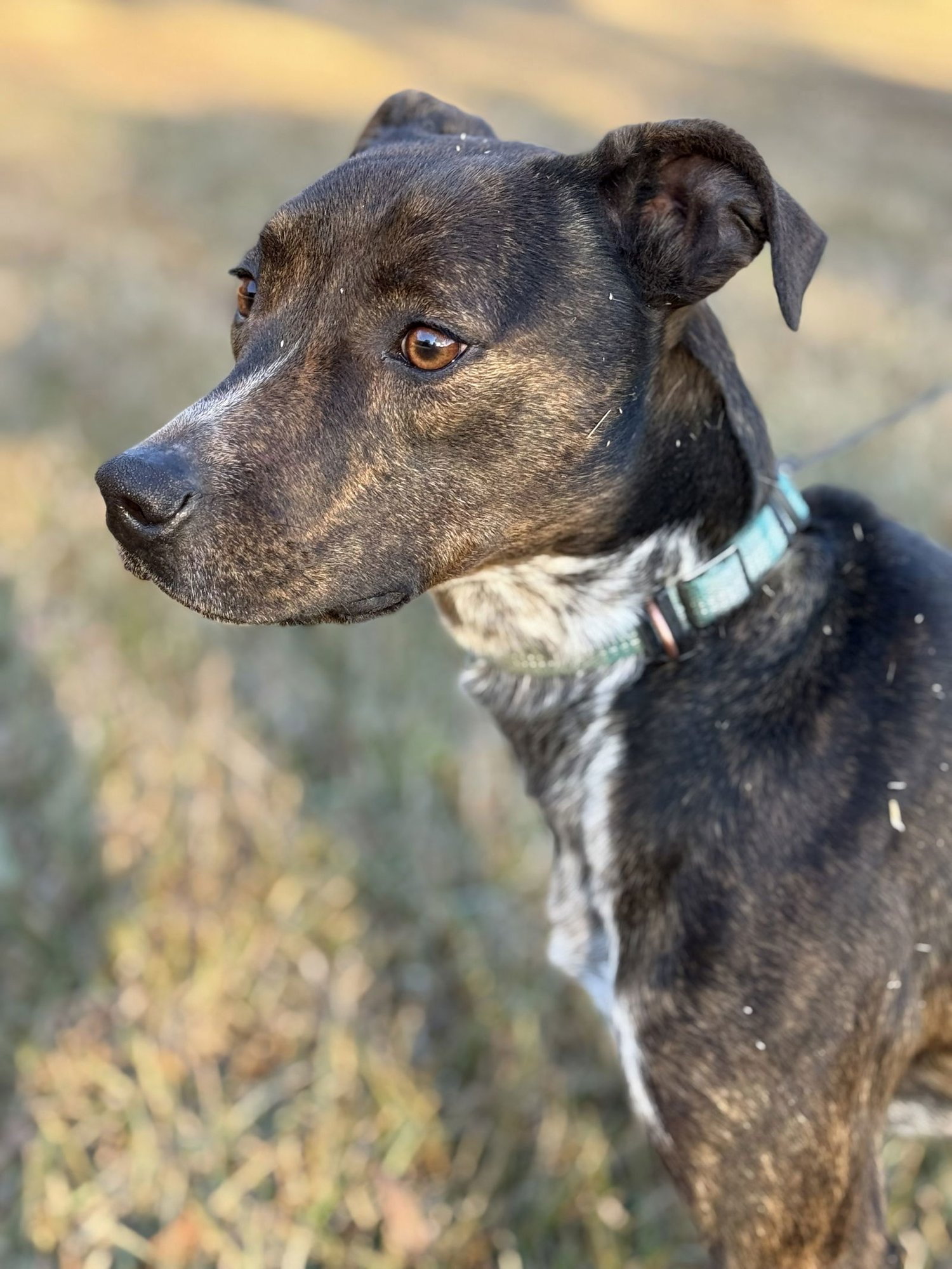 MARY ELLEN - Mountain Cur / Australian Cattle Dog/Blue Heeler available for adoption