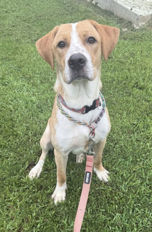HOSS - Vizsla / Labrador Retriever available for adoption