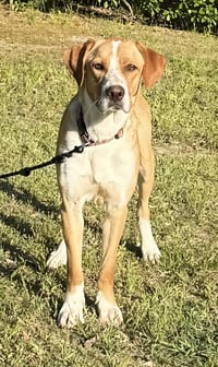 Hoss - Photo 4