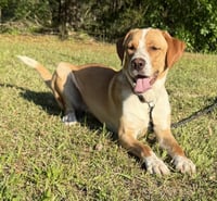 Hoss - Photo 5
