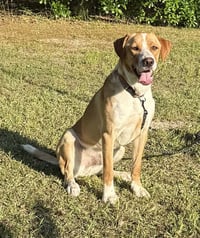 Hoss - Photo 6