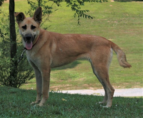 SKYE - German Shepherd Dog / Golden Retriever available for adoption