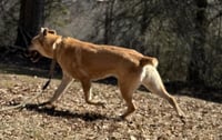Skye - Photo 3