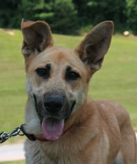 Skye - Photo 4