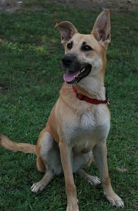 Skye - Photo 6