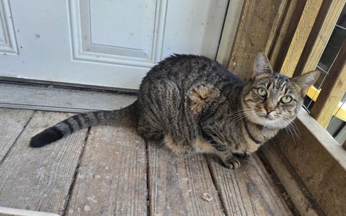 SPICY (REALLY A SWEETY) - Domestic Short Hair / Tabby available for adoption