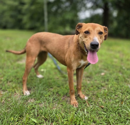 MADISON - Labrador Retriever / Hound available for adoption