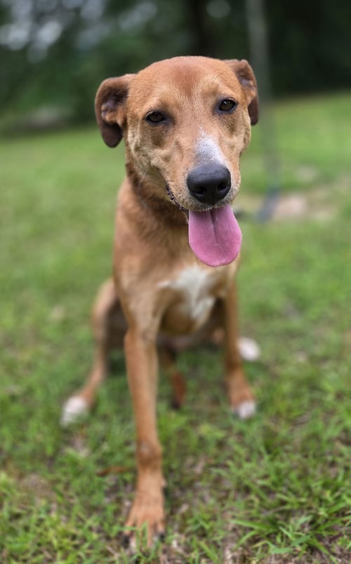 MADISON - Labrador Retriever / Hound available for adoption