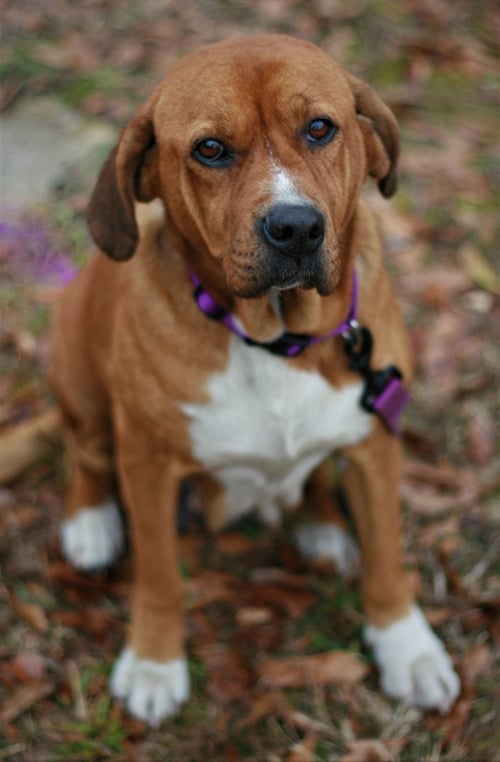 HANNAH - Basset Hound / Redbone Coonhound available for adoption