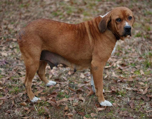 HANNAH - Basset Hound / Redbone Coonhound available for adoption