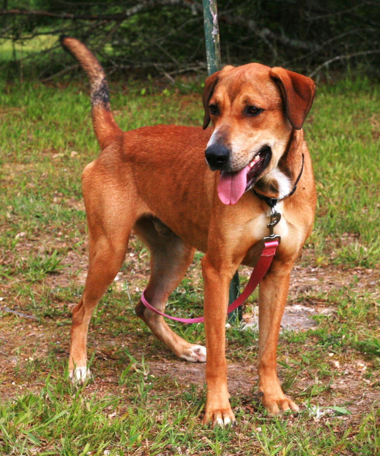 OSCAR - Labrador Retriever / Rhodesian Ridgeback available for adoption