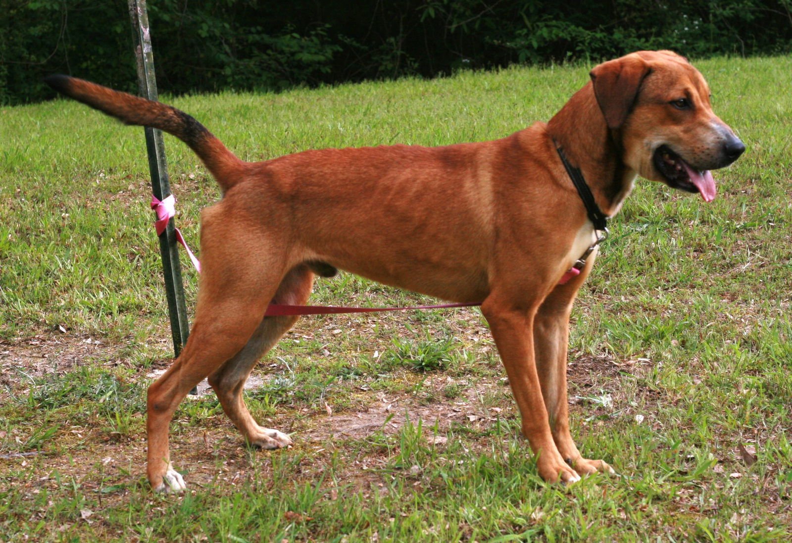 OSCAR - Labrador Retriever / Rhodesian Ridgeback available for adoption